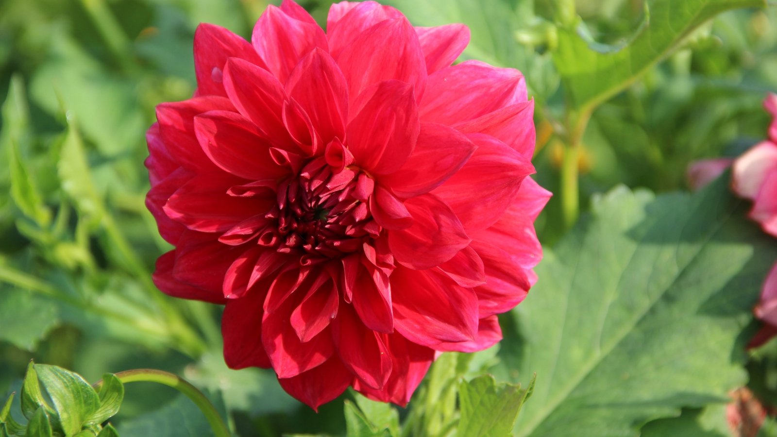 Bright coral red bloom with gently waved petals, standing above slender stems and bushy green foliage.