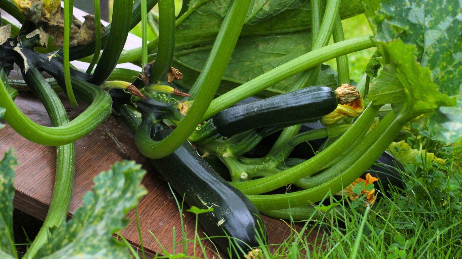 Deep green almost black fruits grow alongside broad, rough-textured leaves and tall stems with dry orange flowers.