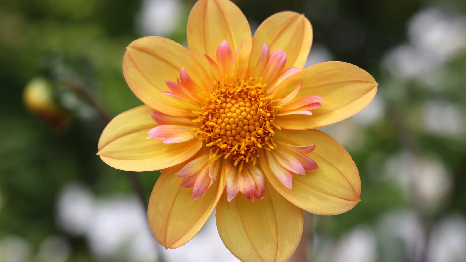 Bright, sunny yellow petals that are broad and slightly pointed, densely packed in a rounded bloom with a subtle sheen and a small central cluster.