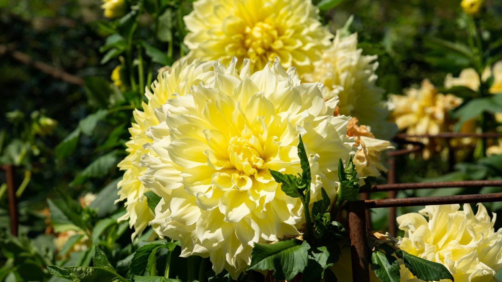 Bright yellow flowers with wide, slightly curled petals, held high on thick stems with coarse-textured green leaves.