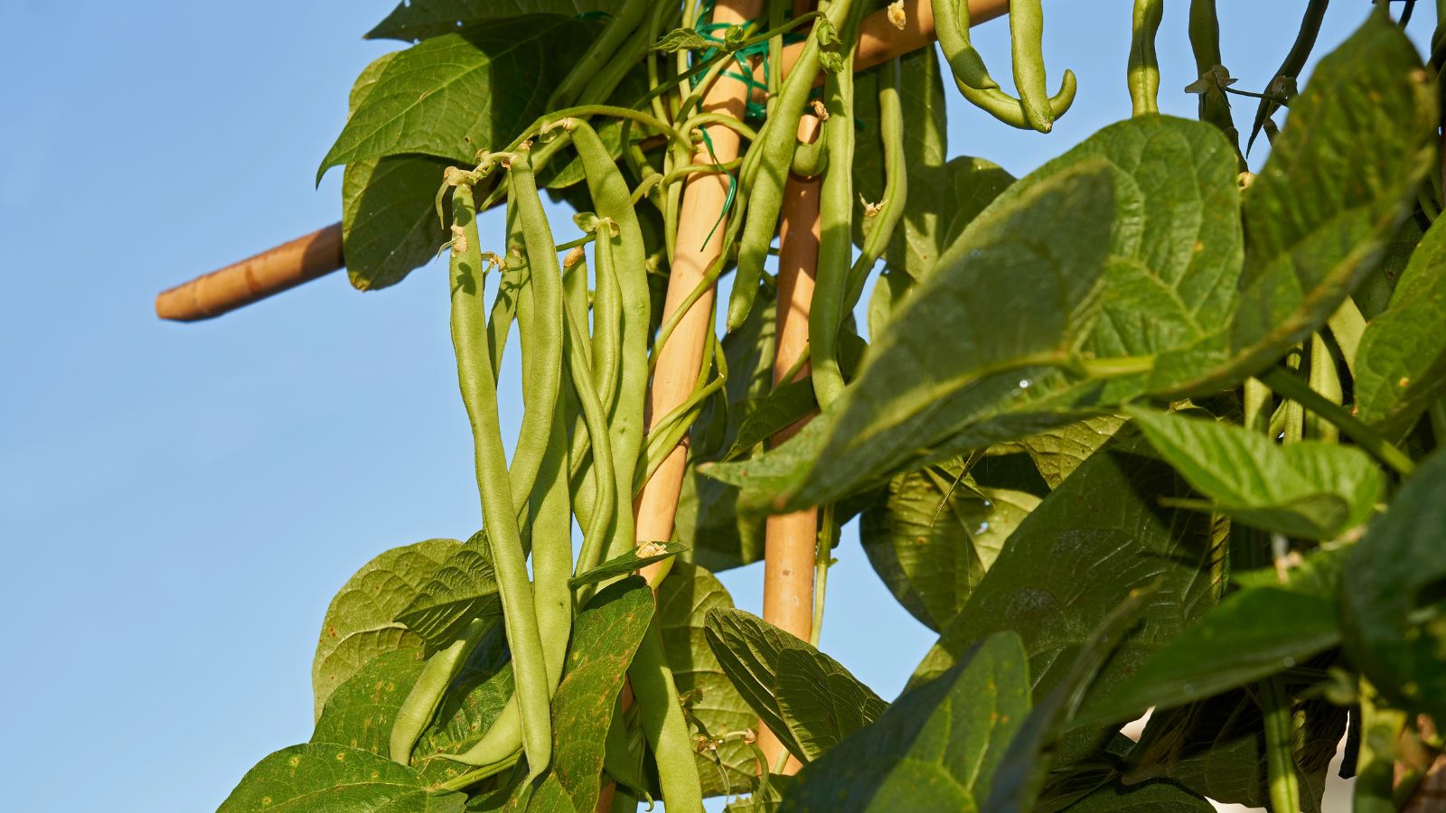A close-up shot of several dangling and developing pods of a climbing plant variety called Kentucky Blue, developing alongside a support structure and basking in bright sunlight outdoors
