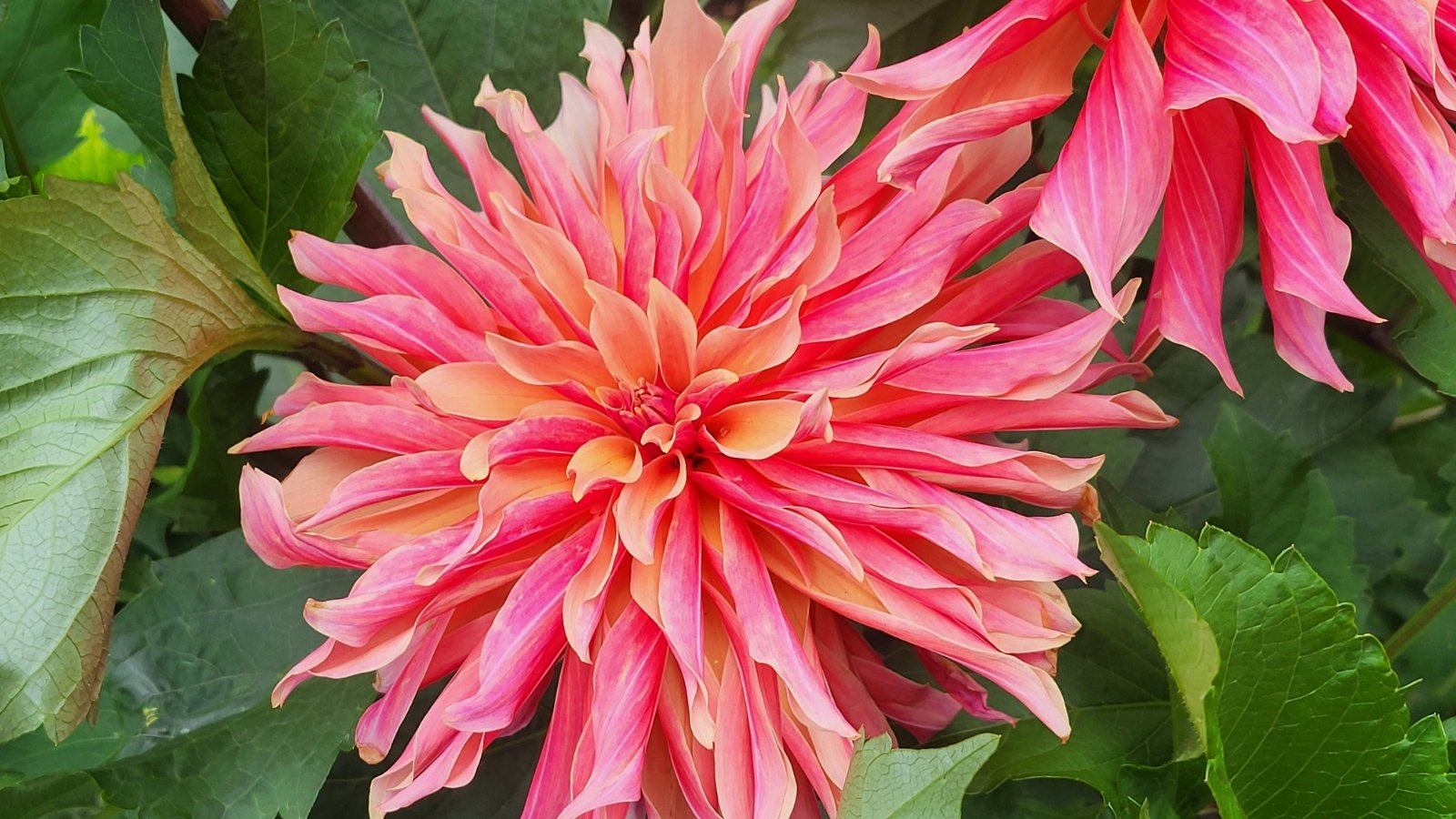 Twisting peach, coral, and pink petals create a tousled flower head above upright stems with green, jagged-edged leaves.
