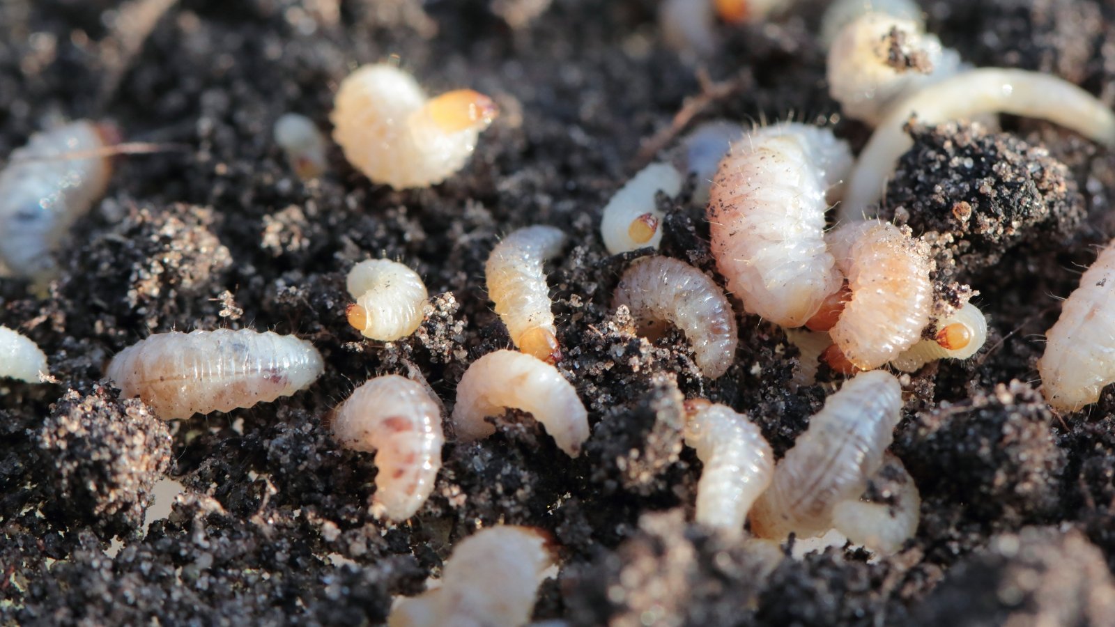 Creamy white, C-shaped larvae with brown heads curled in loose clusters on dark garden soil.