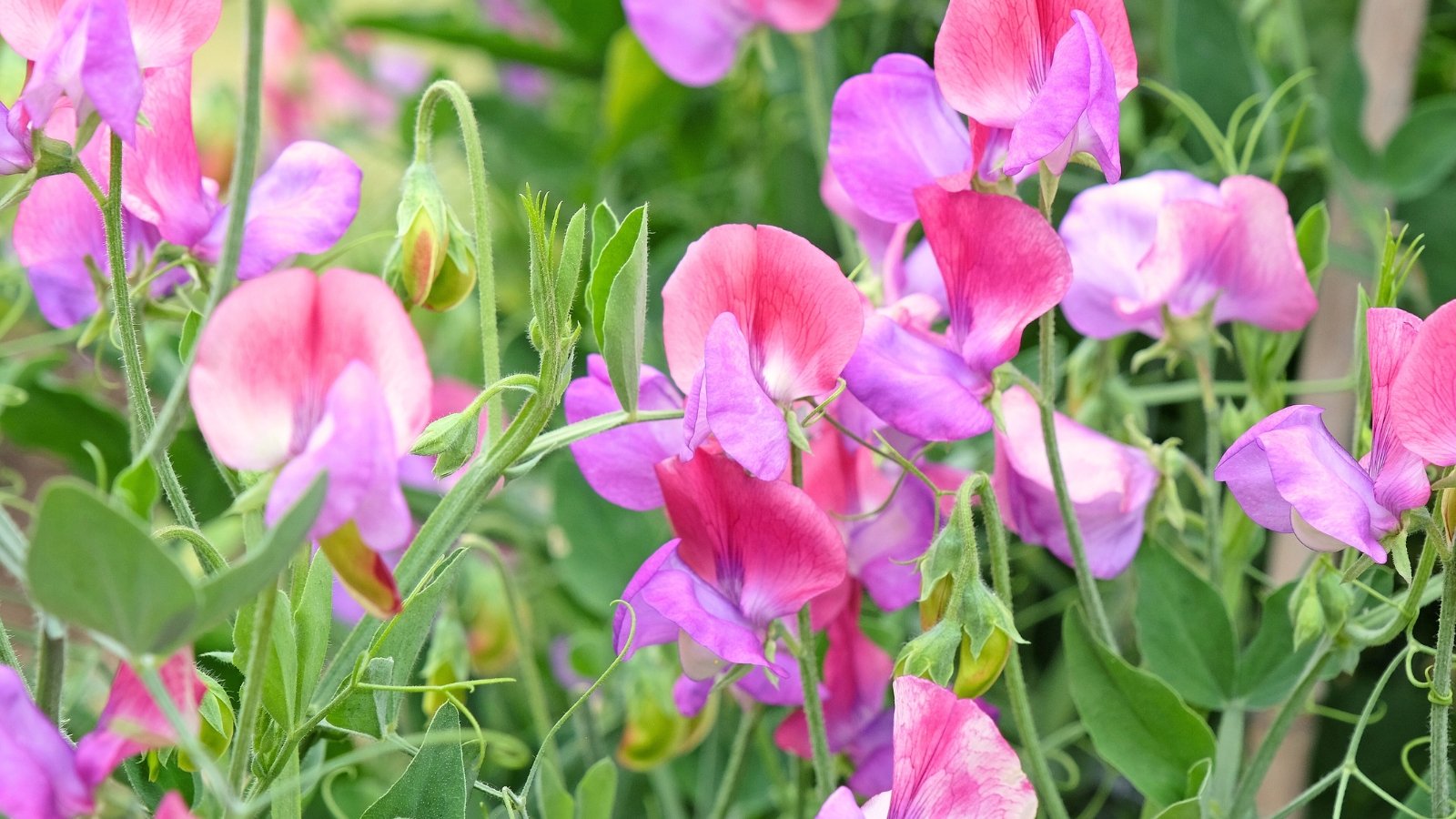 Delicate, butterfly-shaped blooms in pastel colors of pink and purple bloom on vining stems with soft green, oval leaves.