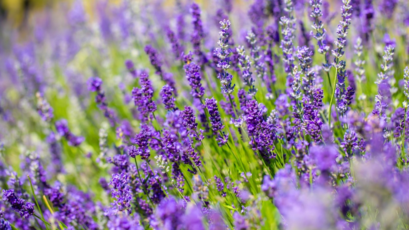 Slender purple flower spikes rise above narrow, silvery-green leaves.