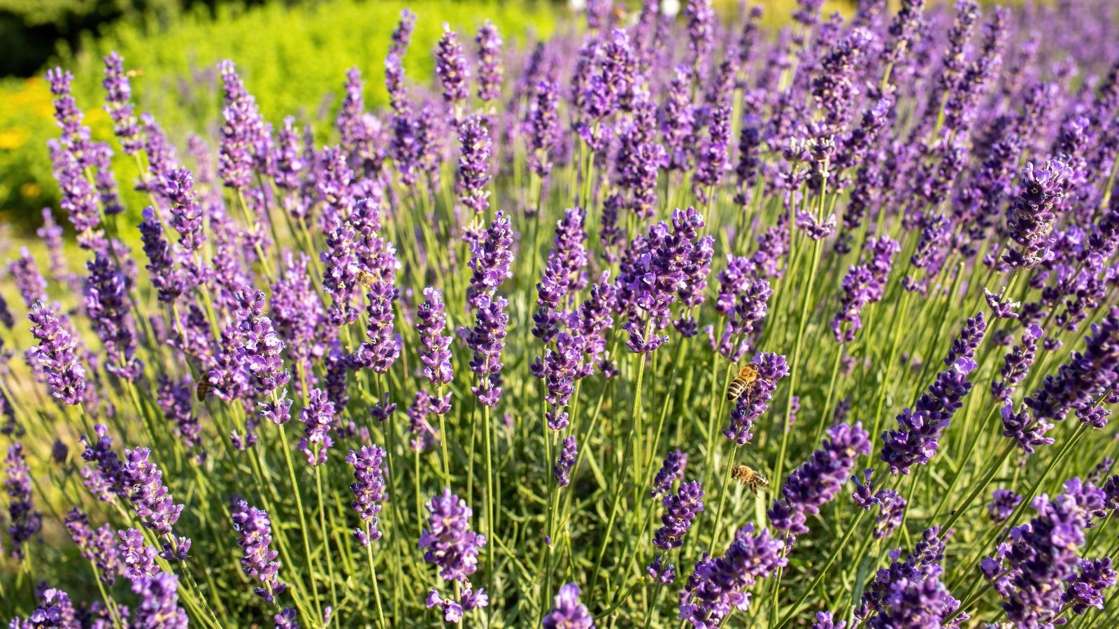 A large flowerbed with lush flowering bushes featuring vertical thin stems with narrow, silvery-gray leaves and oblong bright purple inflorescences at the tops.