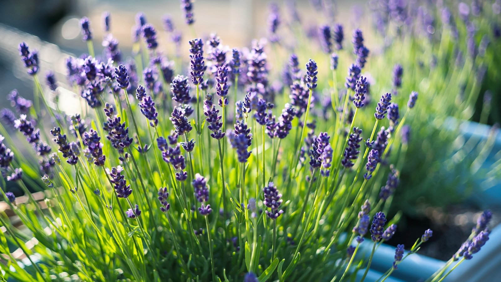 A cluster of slender green stems topped with vibrant violet flower spires, bathed in sunlight.
