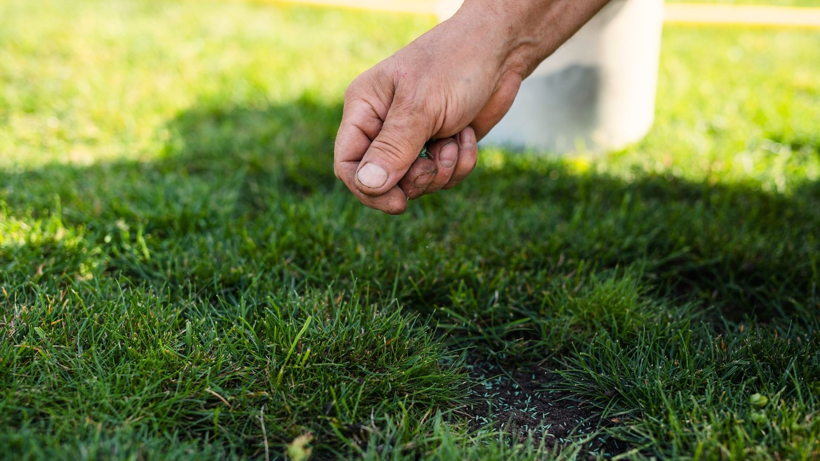 Close up of a man's hand scattering tiny grass seeds over a green lawn to fill in bare spots and make the lawn look lusher.
