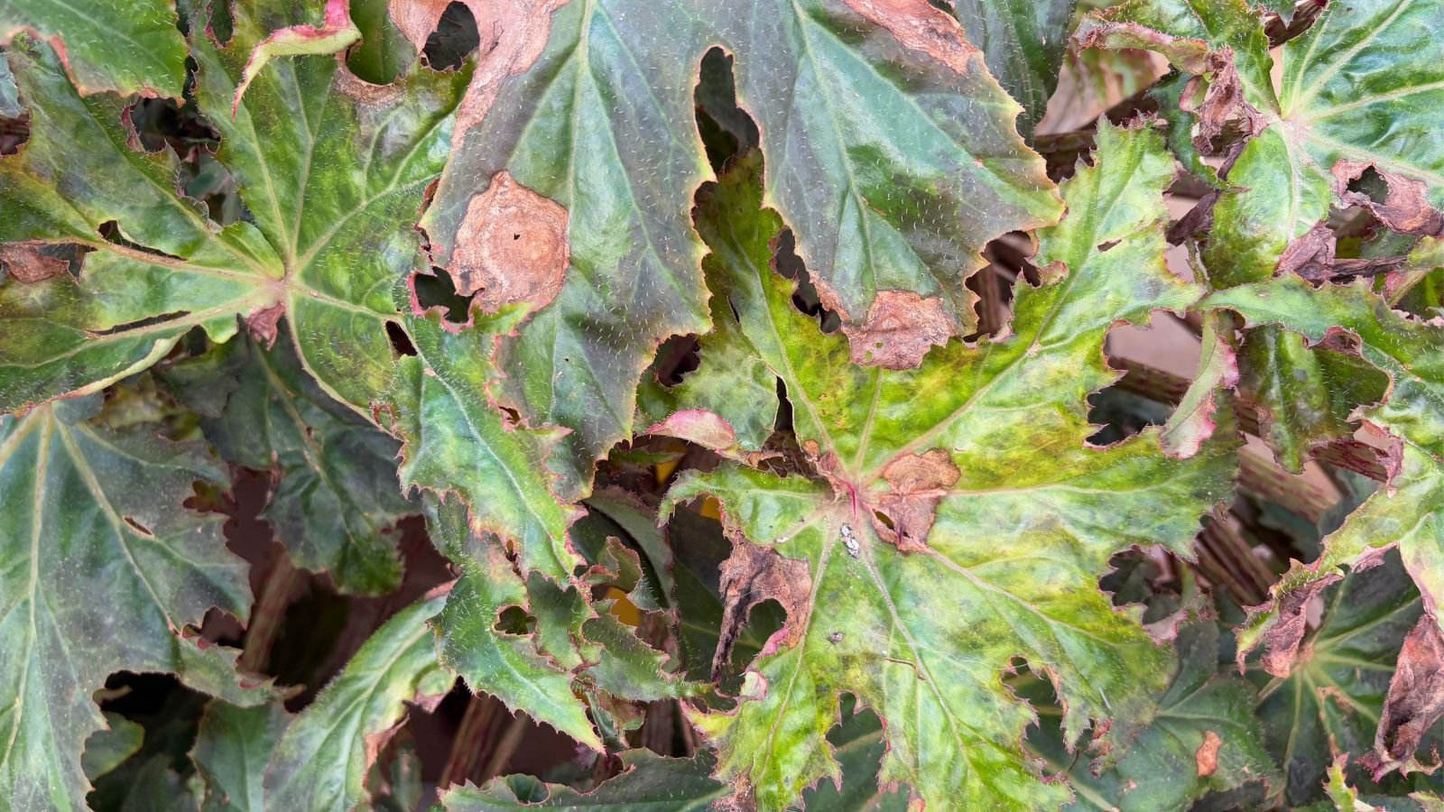 A close-up shot of a composition of damaged leaves due to a fungal infection