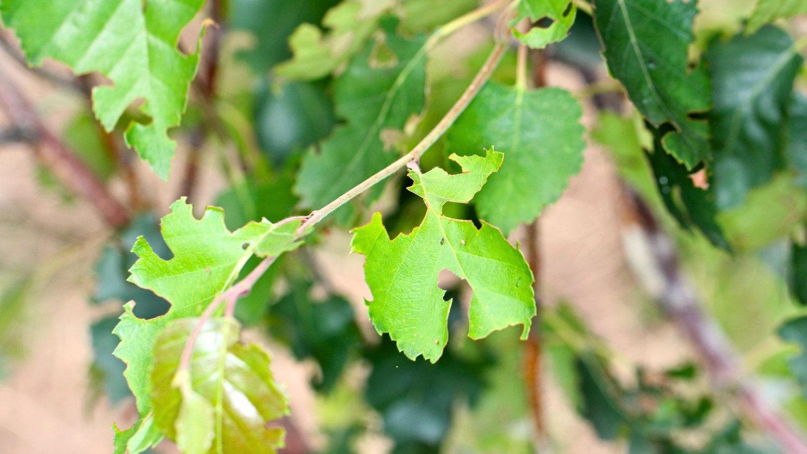 Serrated green leaves show distinct notches and irregular edges caused by Otiorhynchus feeding.