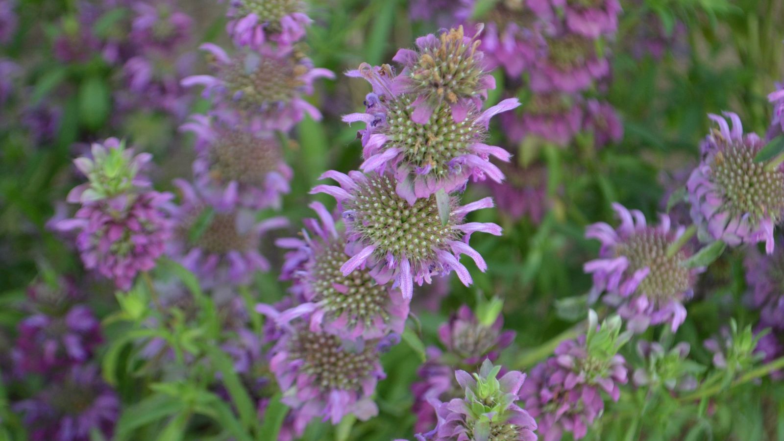 A close-up and overhead shot of a composition of purple flower spires of the Lemon Beebalm in a well lit area outdoors