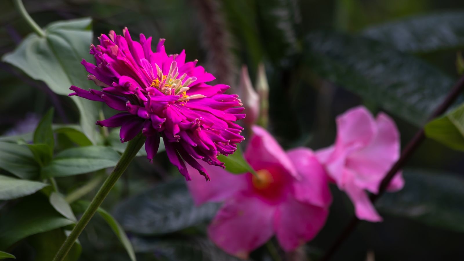 A close-up shot of a magenta colored flower of the Lila variety, growing alongside other flowers in the background