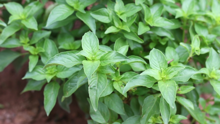 17 Best Basil Varieties For Making Pesto