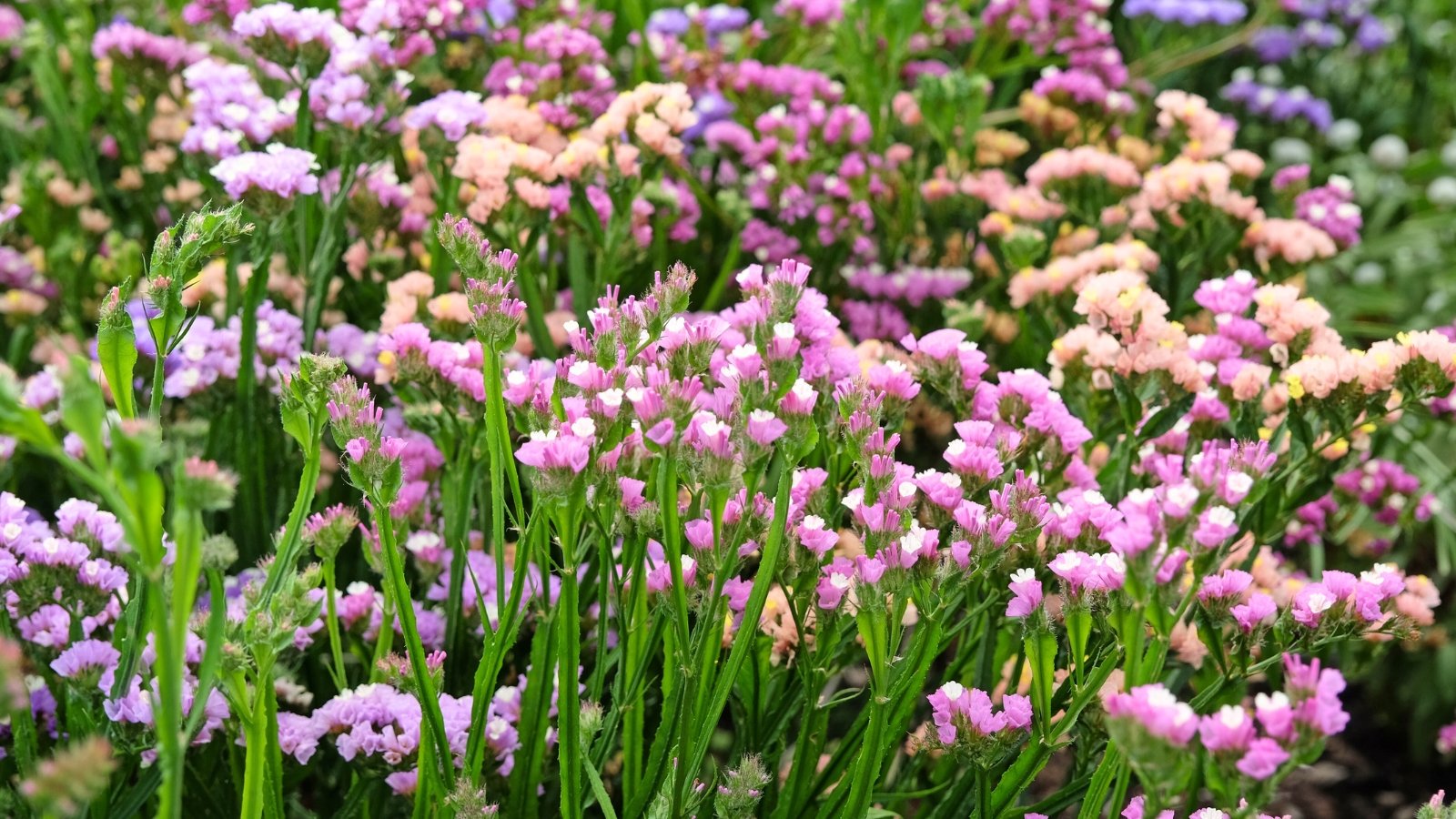 Stiff, papery clusters of tiny pink, apricot, and lavender-blue flowers rise above leathery green leaves on upright stems.