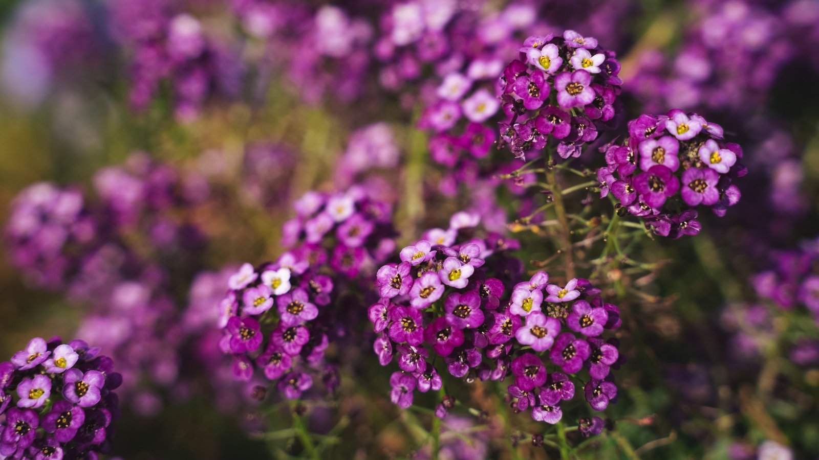 Clusters of tiny purple flowers with rounded petals on trailing stems and small, fleshy green leaves.
