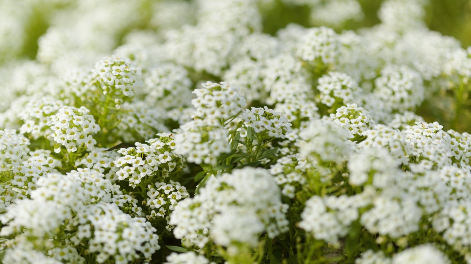 Dense clusters of tiny white flowers form rounded sprays above low, small, lobed green leaves on slender stems.
