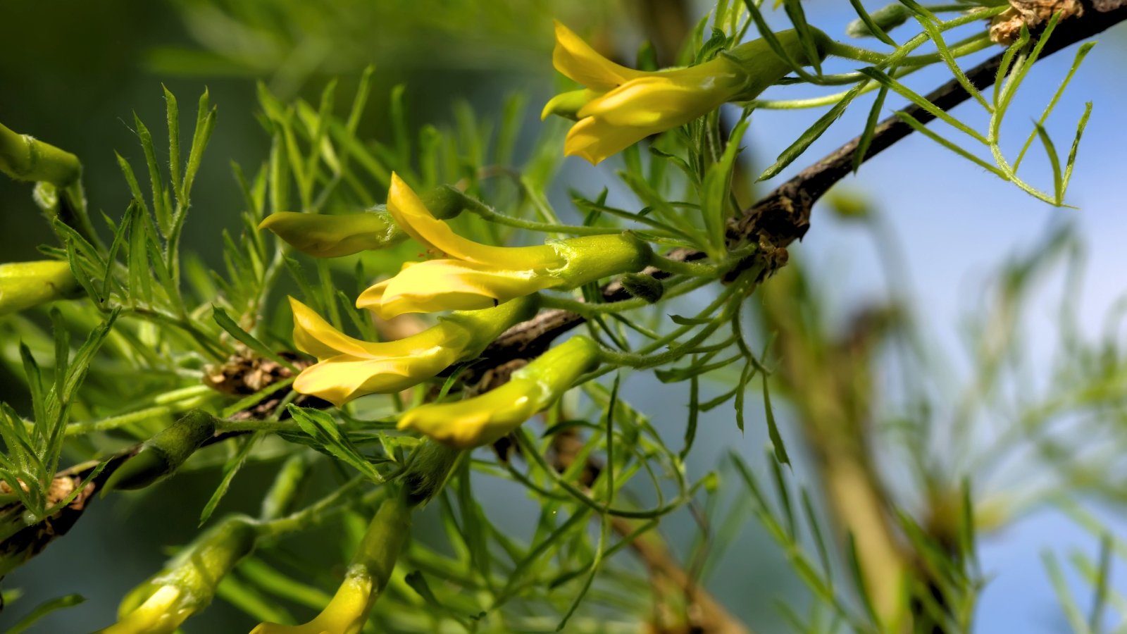 Fine-textured, bright green leaflets and clusters of golden yellow, pea-like flowers close up.