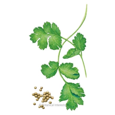Long Standing Santo Cilantro Seeds