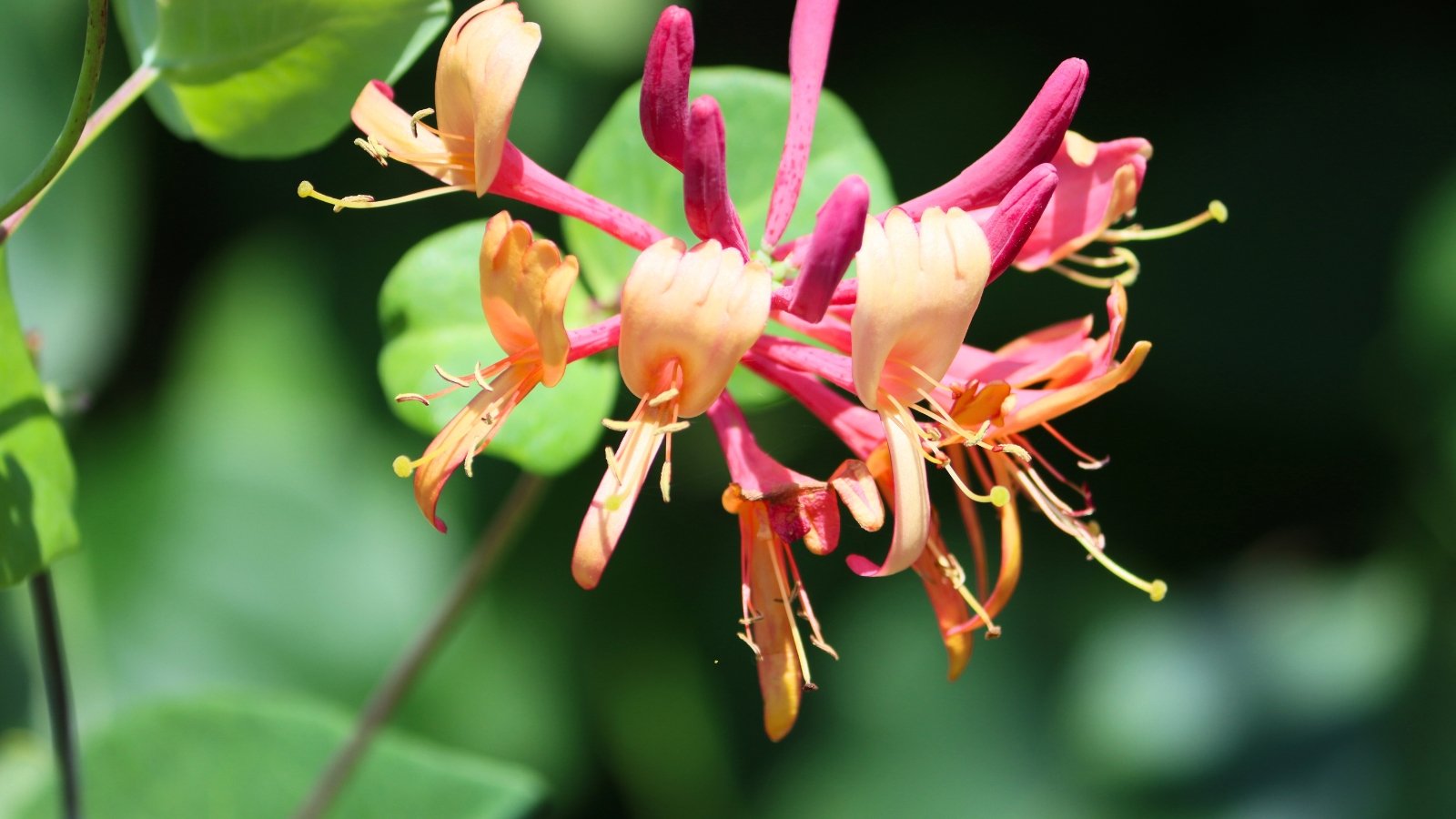 Trumpet-shaped, pink-orange blossoms in clusters on vining stems with paired green leaves.