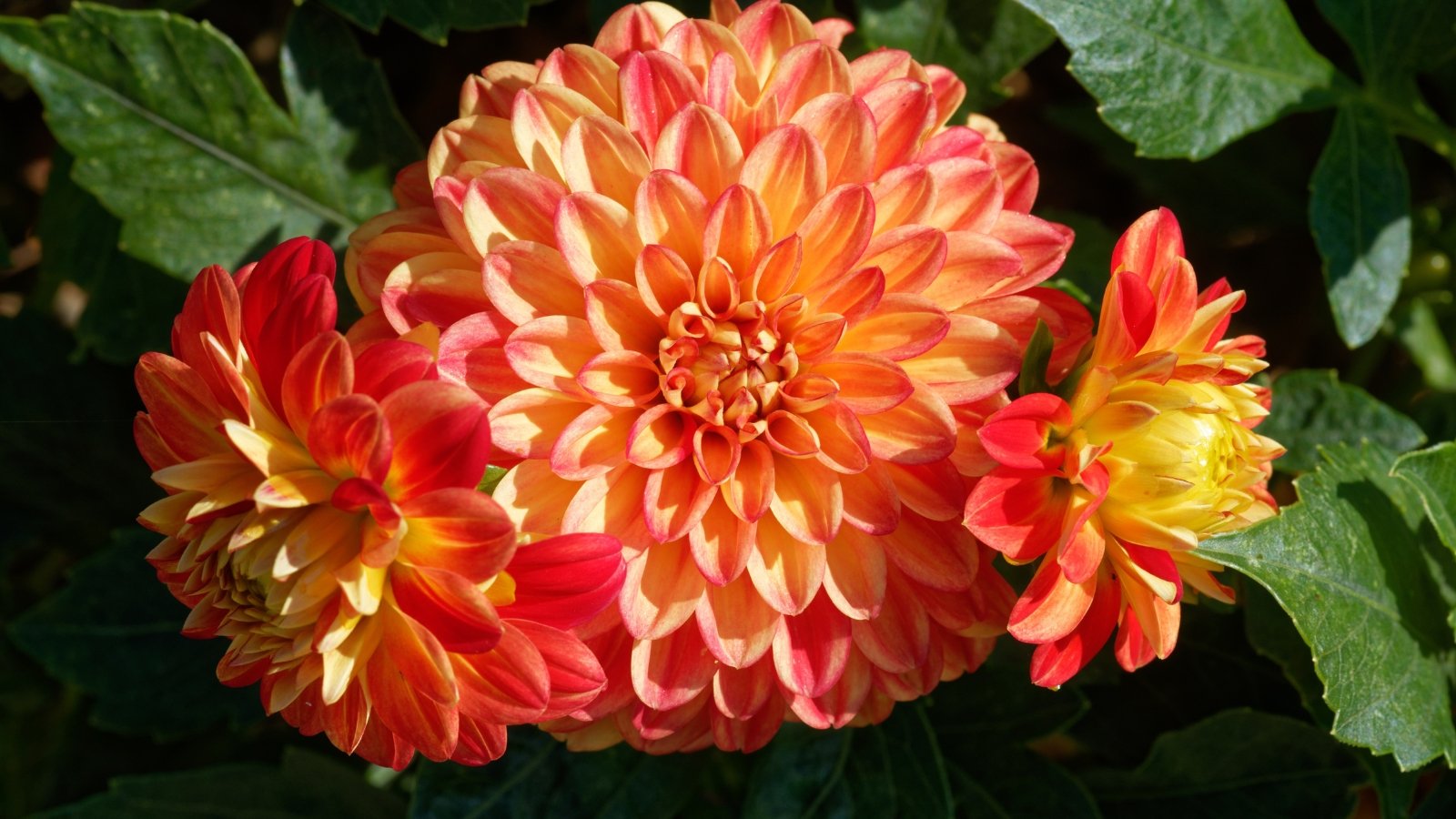 Bright, fiery blossoms with flared petals stand out against a backdrop of large, textured, green leaves with serrated edges.