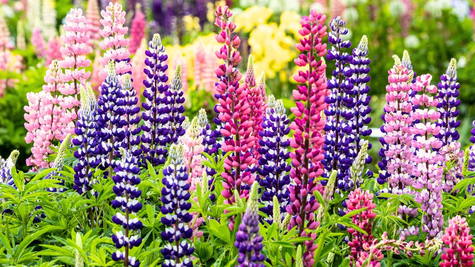 Tall spikes of multicolored pea-like flowers rise above palmately divided green leaves on sturdy stems in a well lit area outdoors