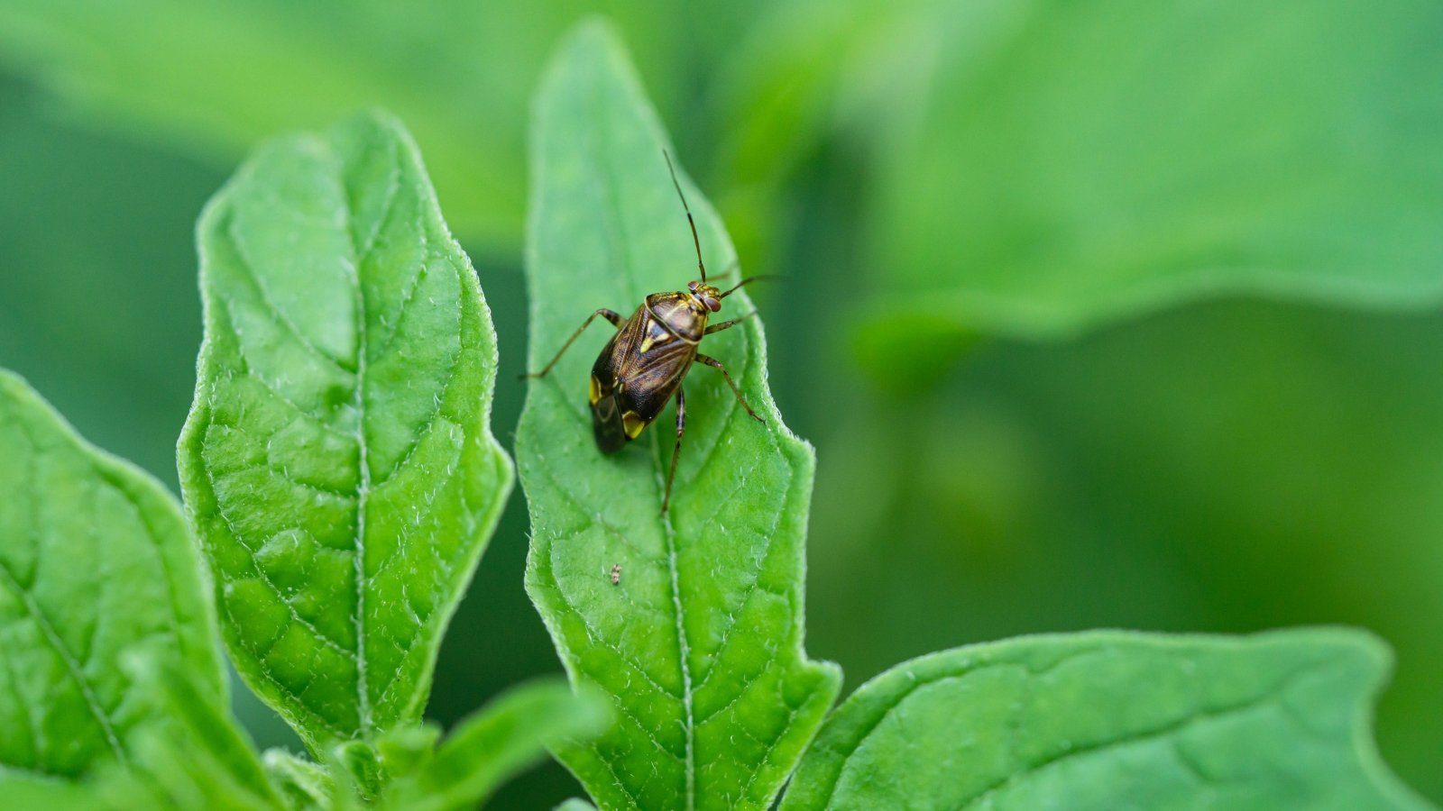 Close-up of a mottled brown and green Lygus bug with a distinctive triangular marking on its back, resting on a bright green leaf.