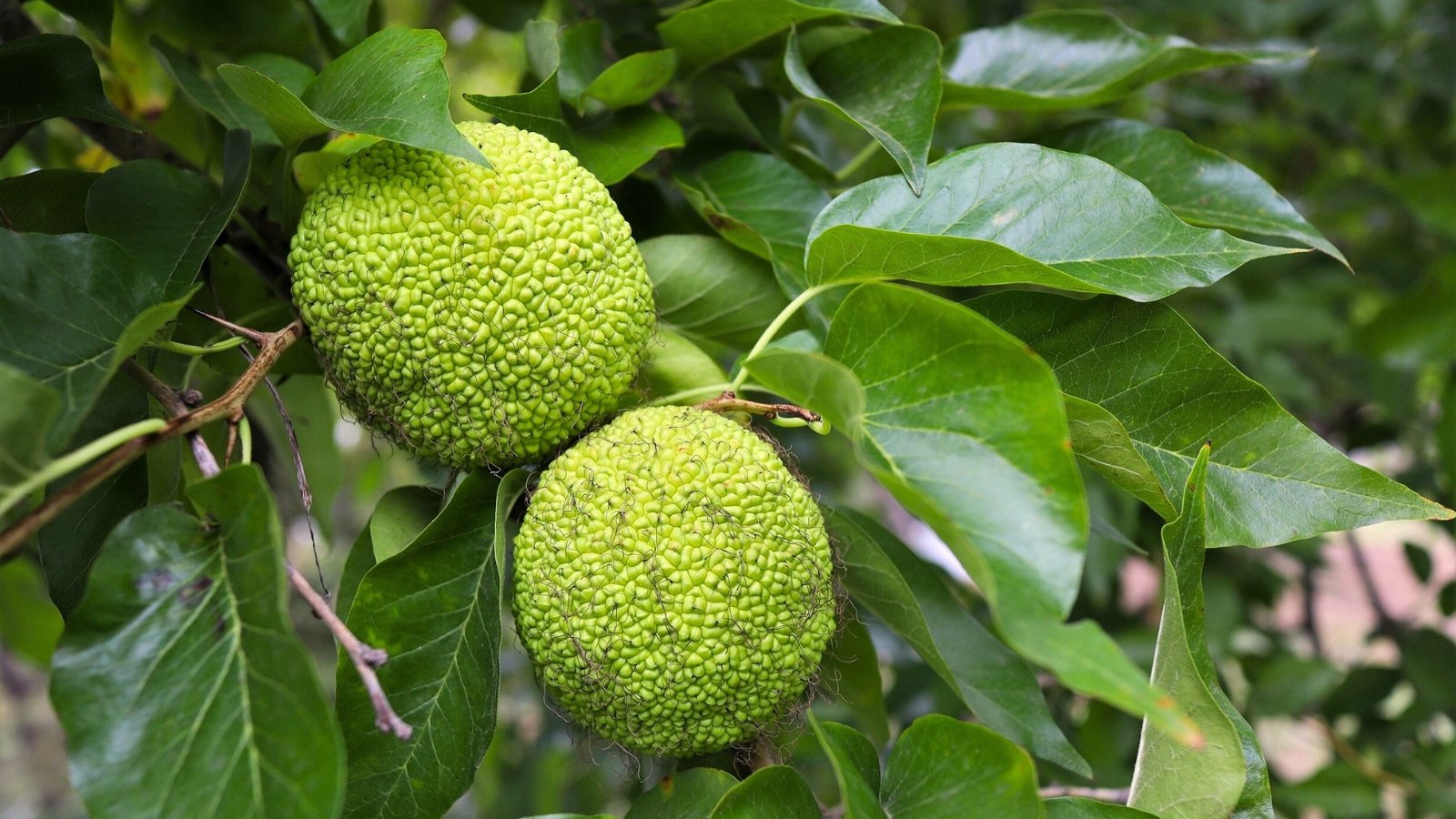 Rough, wrinkled green fruits with a brain-like texture hang among glossy, oval leaves on thorny branches.