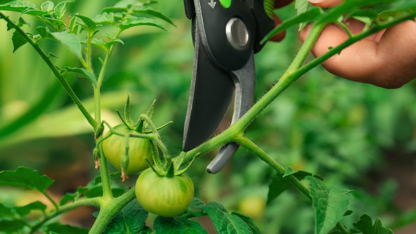 A man trims the leaves and stems of a tomato plant with small unripe green fruits using pruning shears, close-up.