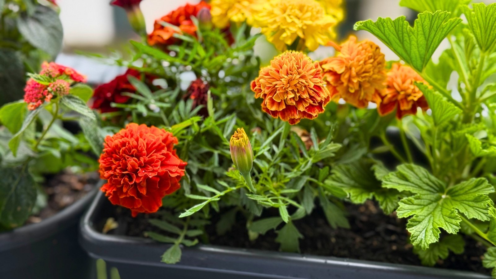 A container garden bursting with spherical flowers in shades of orange, red, and yellow, nestled among diverse green foliage.