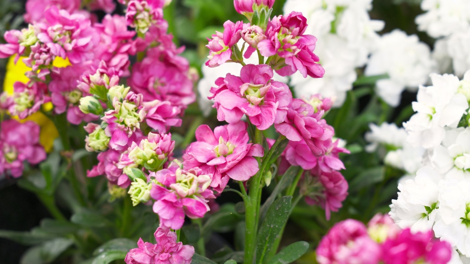 Spikes of densely packed flowers in pastel shades of pink and white bloom above gray-green, lance-shaped leaves.