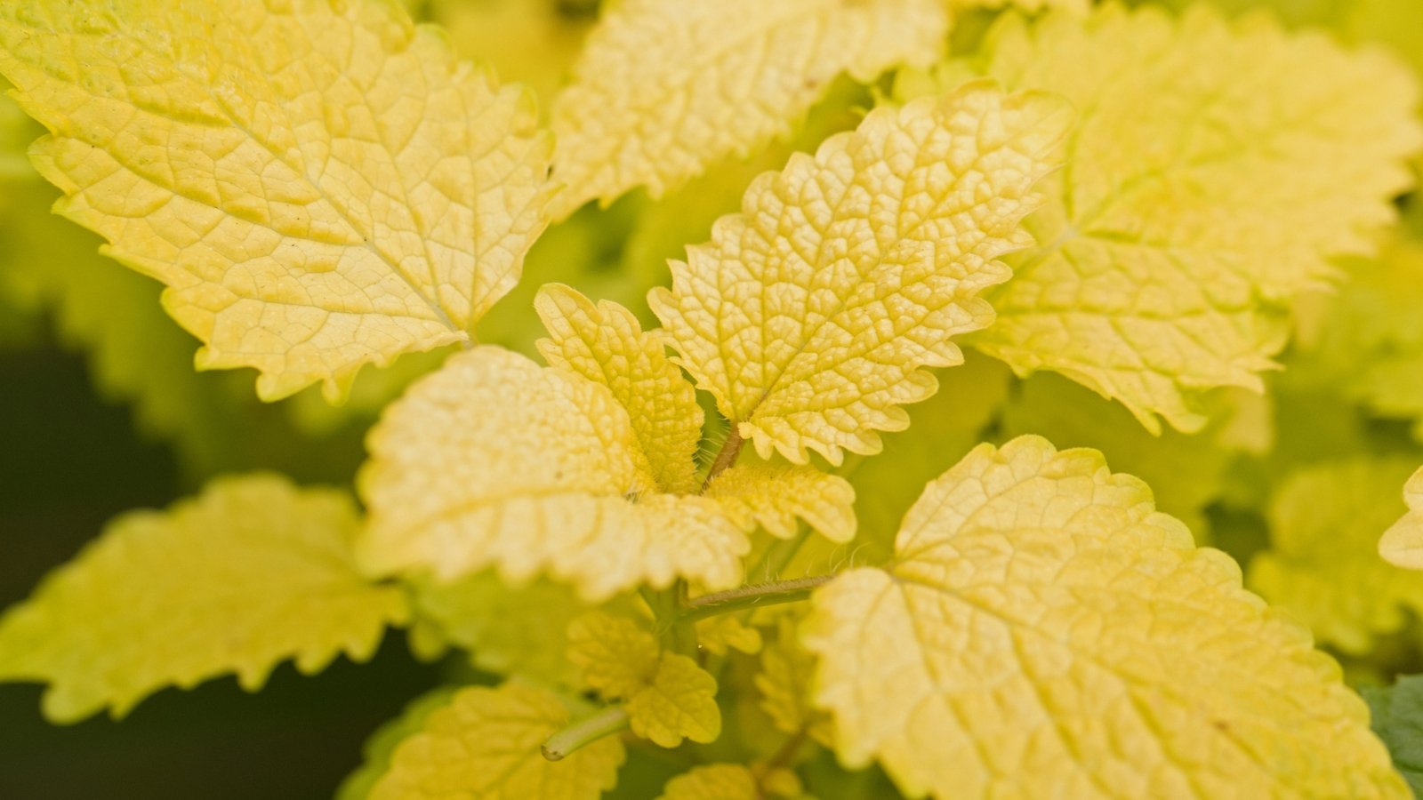 Bright golden-yellow, serrated leaves form a bushy, mounded shape with a softly crinkled texture.