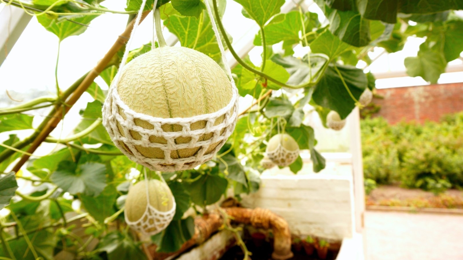 Melons suspended in soft string cradles hanging from vines, surrounded by green leaves, providing gentle support as they ripen.
