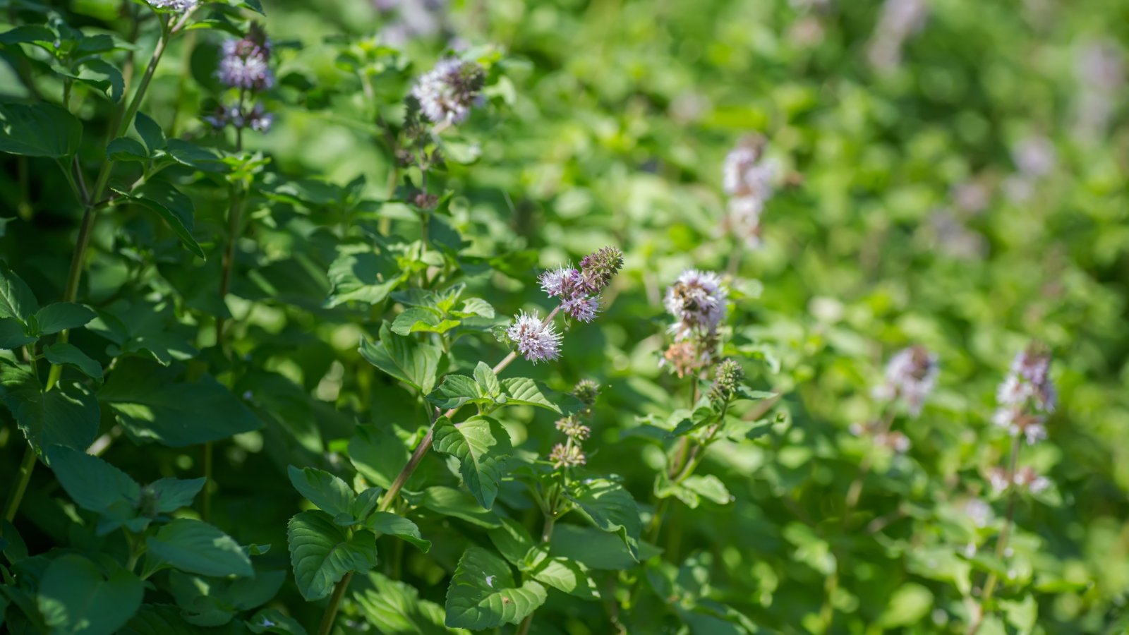 Rounded clusters of tiny, pale purple flowers bloom at stem tips above broad, veined, dark green leaves on reddish stems.