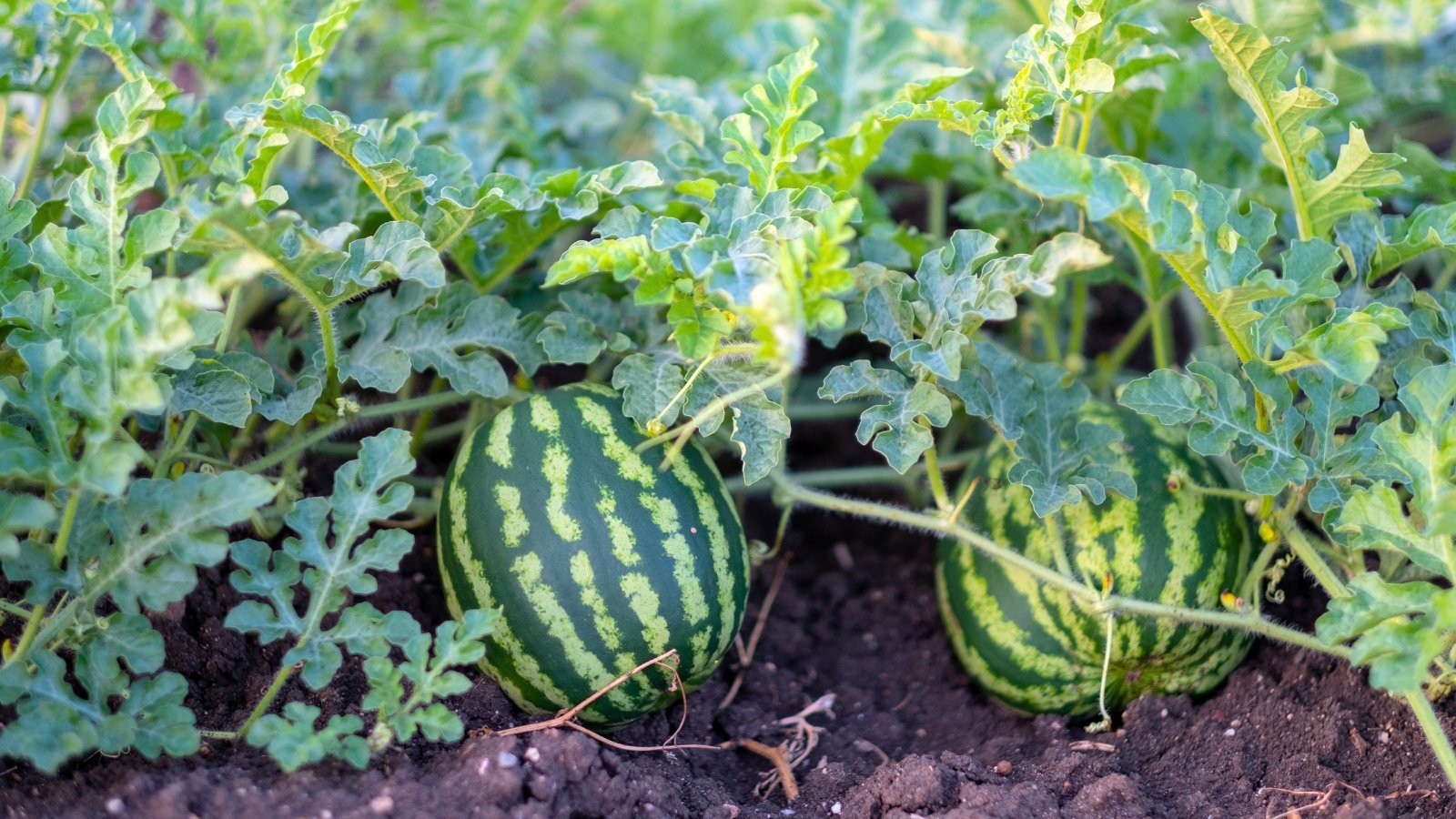 Two ripe watermelons, small and oval with dark green stripes on light green rinds, are resting on the soil among green vines.