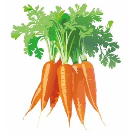 Mokum Carrot
