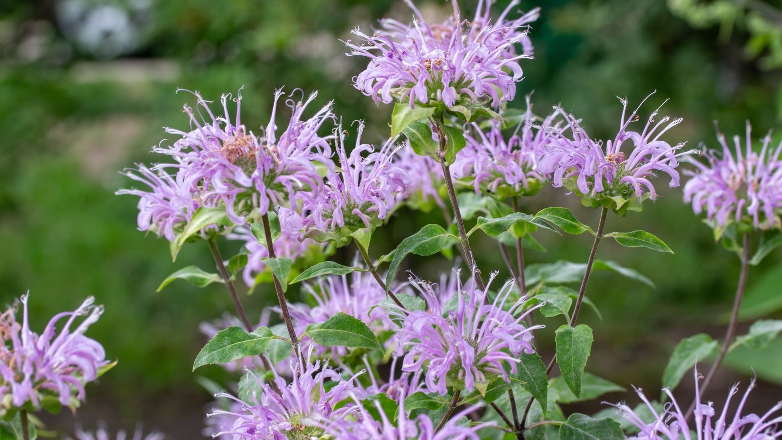 Pale purple tubular flowers with fringed edges grow in rounded clusters atop square stems with aromatic leaves.
