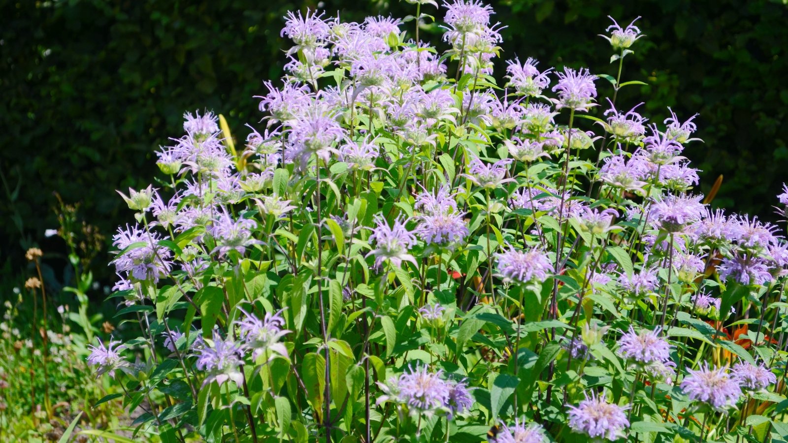 Showy, tubular flowers in shades of purple form shaggy, rounded clusters atop tall stems with toothed green leaves in a sunny garden.