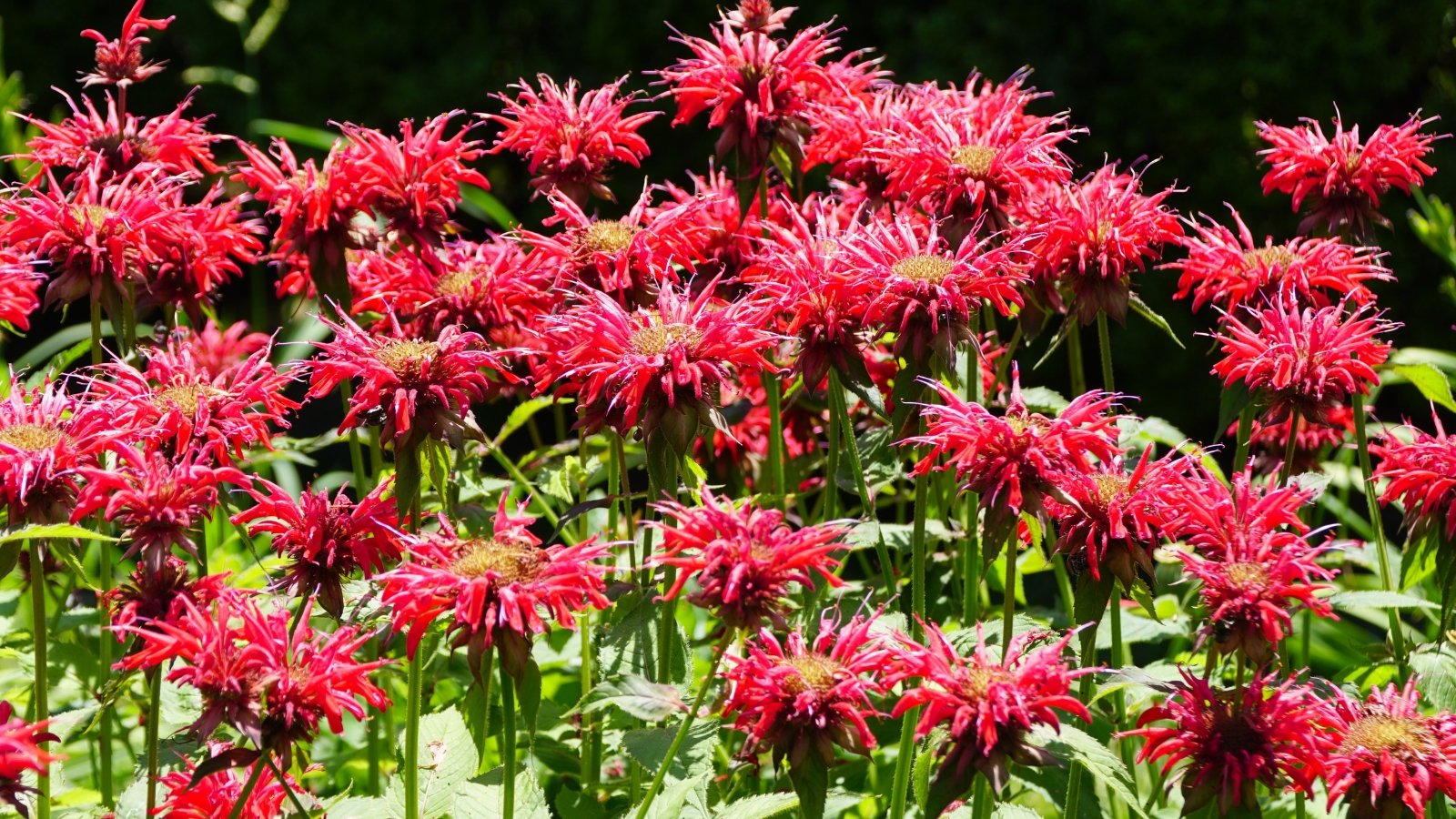 Showy, tubular blooms in red atop tall square stems with pointed leaves.