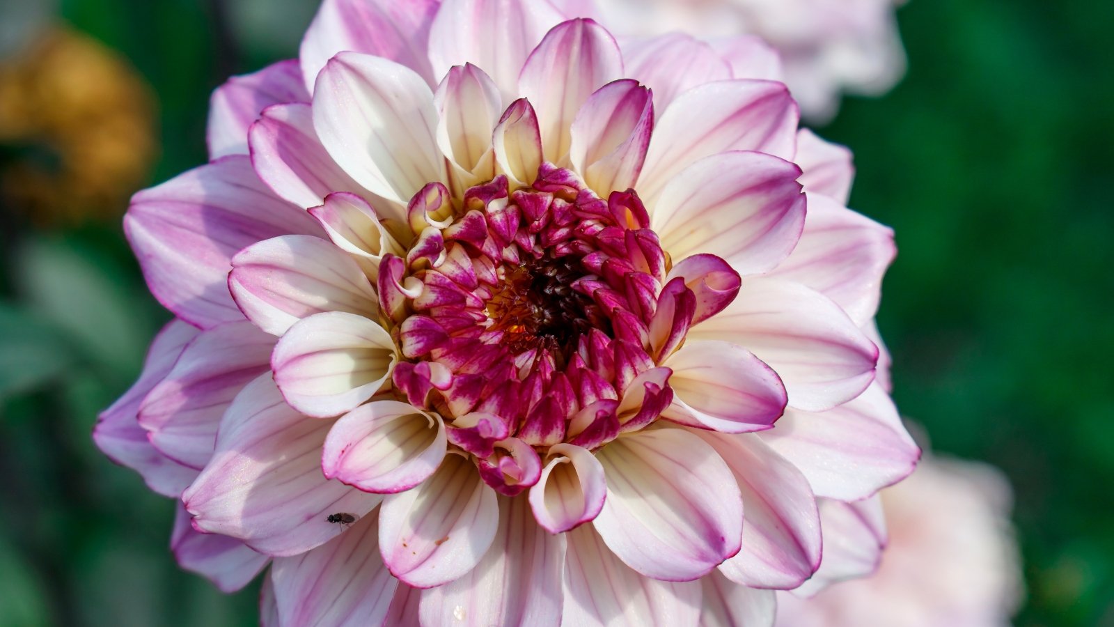 Large, fluffy decorative petals that transition from deep rose-pink to soft lavender and mauve, forming a full, rounded bloom atop tall stems.