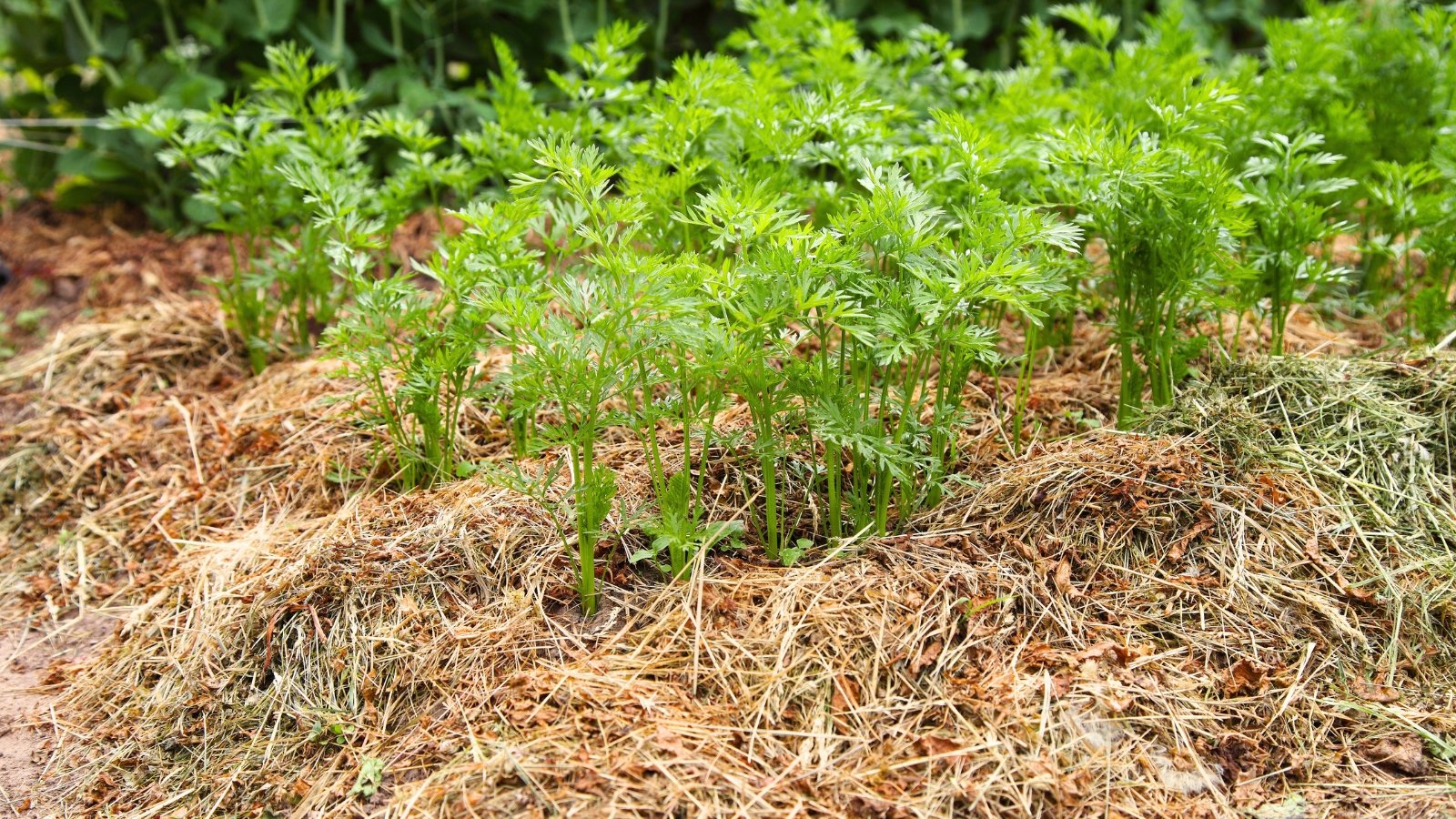 Carrot plants with feathery green leaves grow in neat rows in a garden bed mulched with dry grass.
