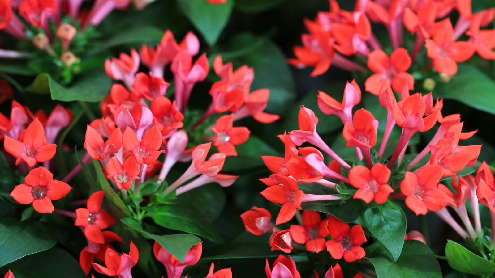 Multiple flower clusters on a Bouvardia ternifolia plant, appearing to have a trumpet-like shape with hues of reds and pink