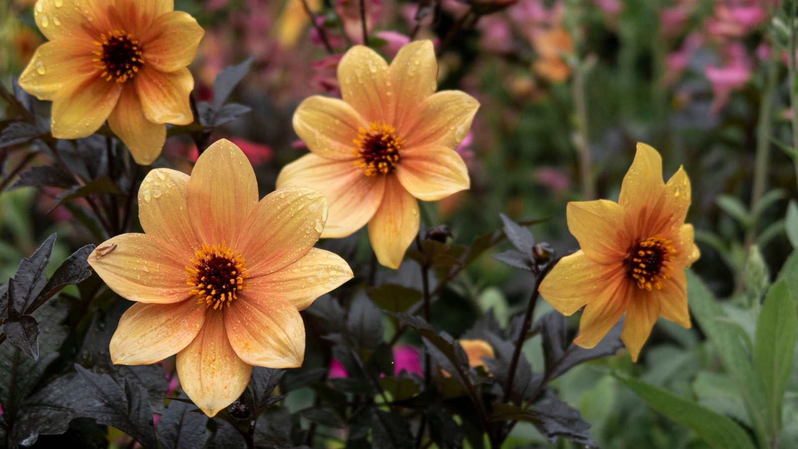 Soft apricot and peach flowers with a dark central eye and petals fading from darker centers to lighter tips, set against highly ornamental dark purple, almost black foliage.