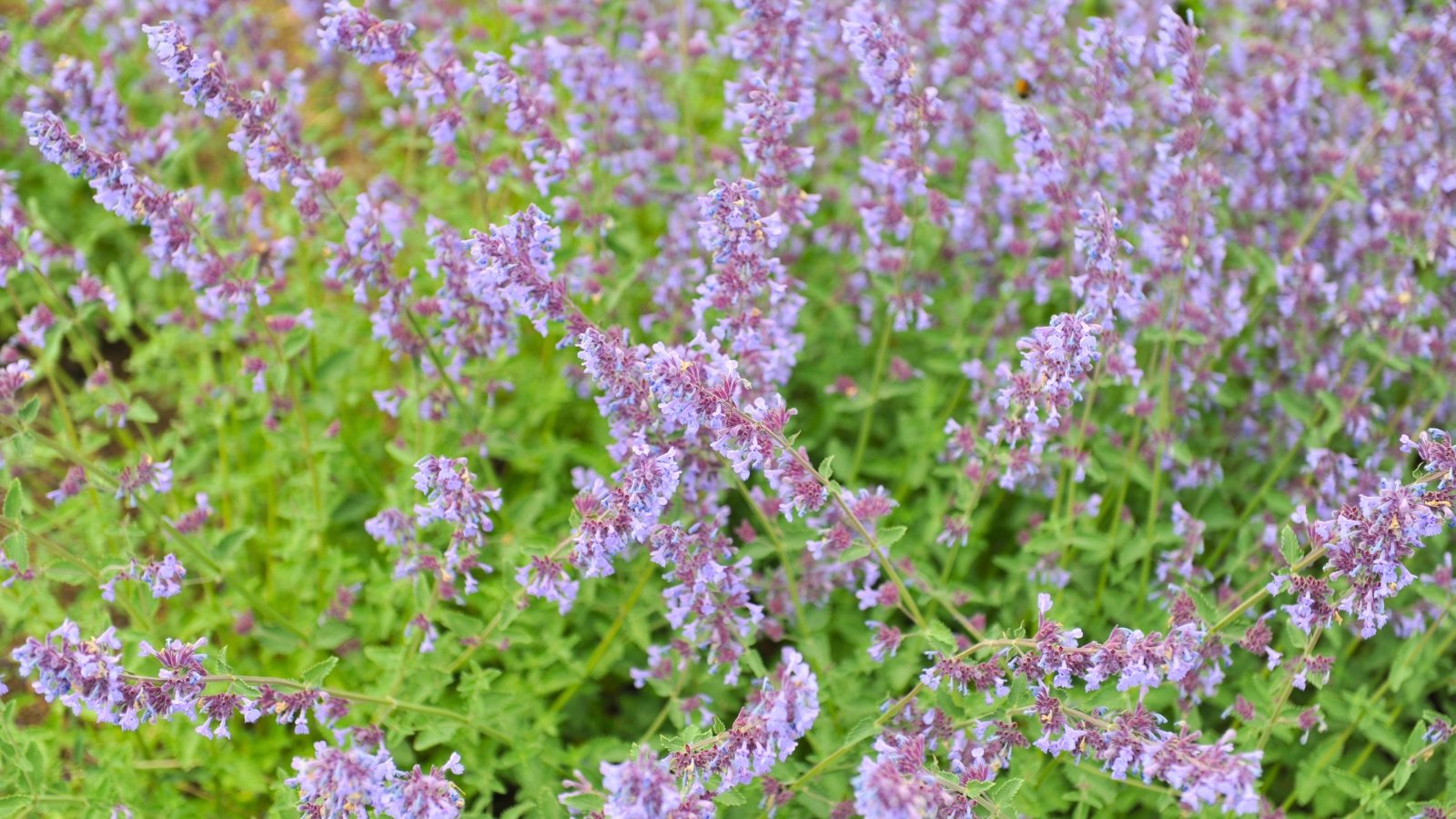 Soft, gray-green foliage forms rounded clumps with long stems bearing lavender-blue flower spikes.