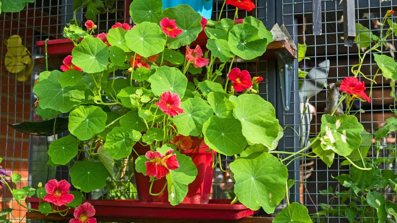 A red pot overflows with round, vivid green leaves and bright red, five-petaled flowers, cascading gracefully from a shelf.