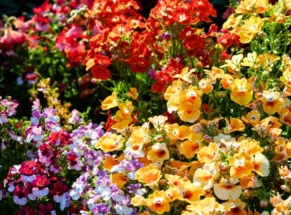 Clusters of blooming multicolored Nemesia flowers in vibrant shades of red, orange, purple, white, and pink rise on slender green stems with narrow, toothed leaves and delicate, two-lipped petals forming dense, cheerful mounds.