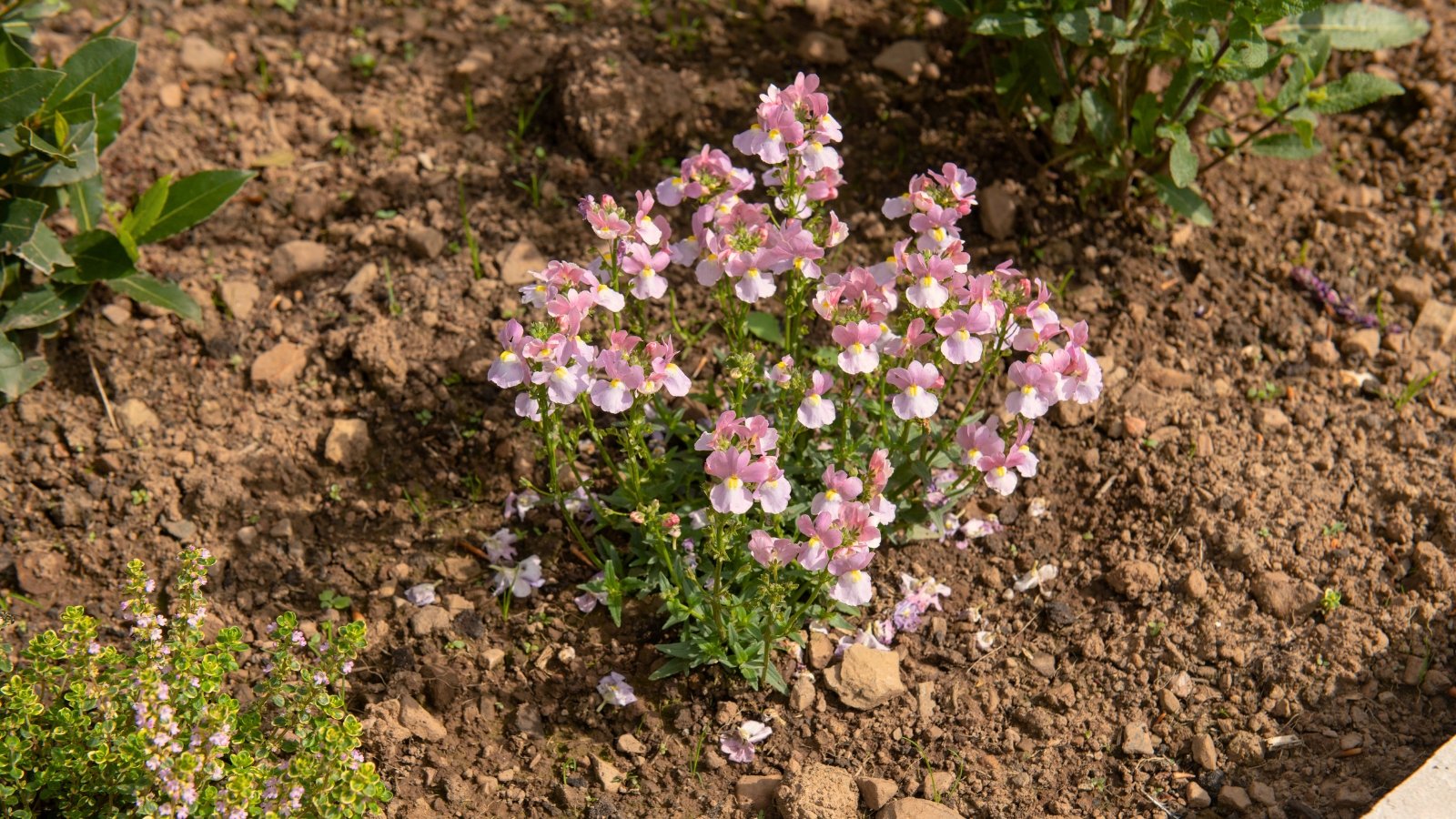 Close-up of soft lavender flowers with pale yellow centers, clustered on slender green stems with narrow leaves in a bed of loose brown soil.