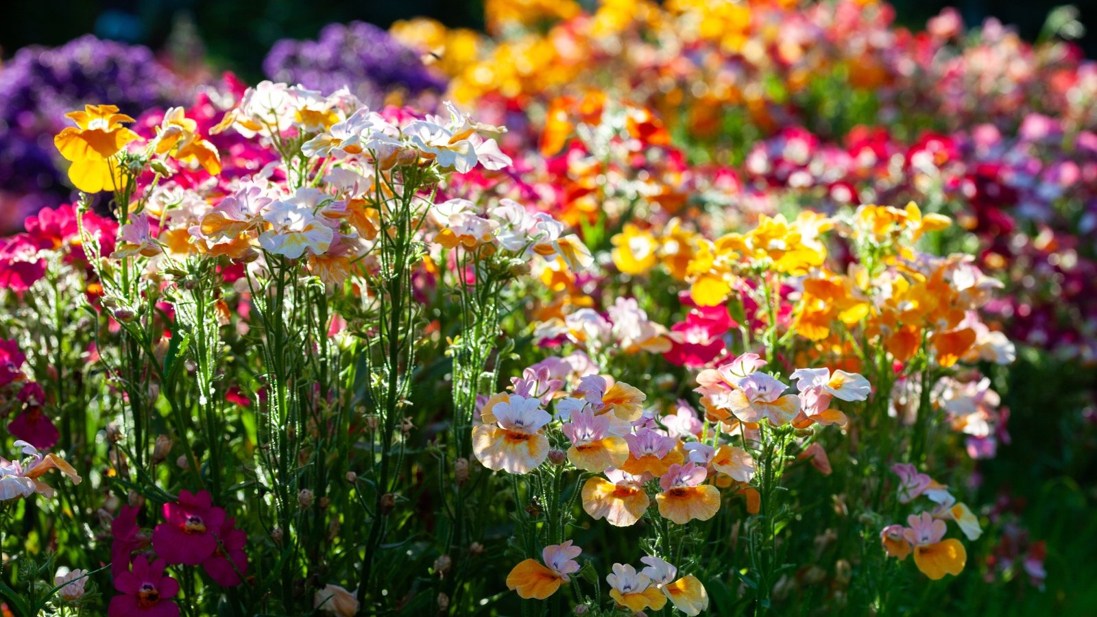 Rounded mounds of flowering stems topped with cheerful, velvety blooms of multi-coloured hues and bright green lance-shaped leaves in bright full sun in the garden.