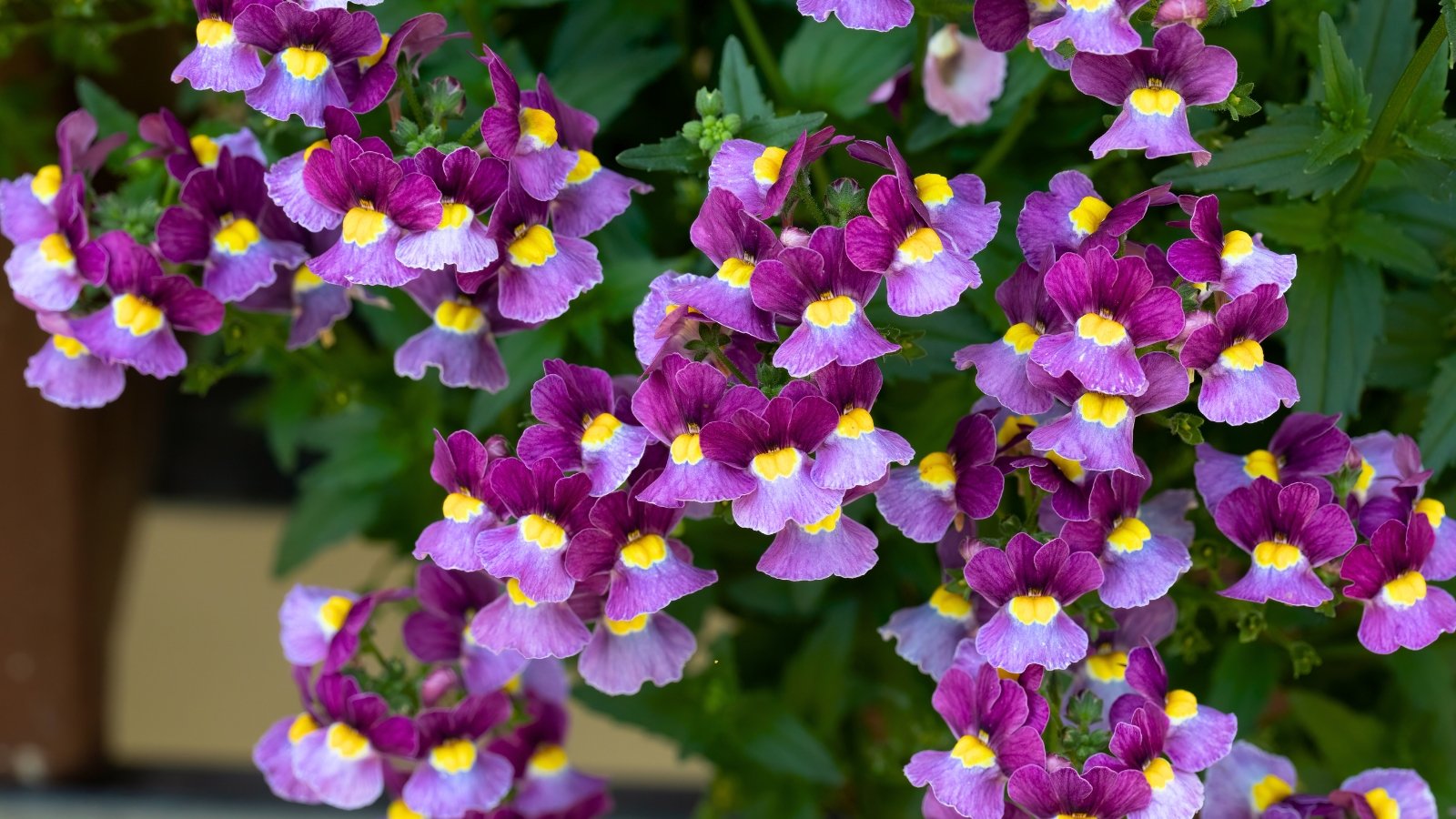 Clusters of small, two-lipped flowers in vivid shades of purple, violet, and yellow throats bloom atop slender green stems with narrow, toothed leaves.