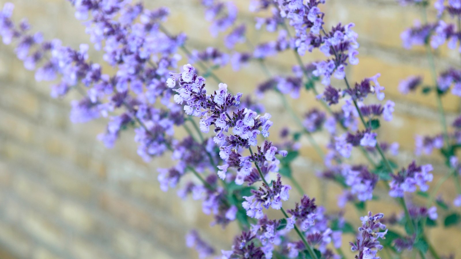 Numerous slender spikes of small, delicate lavender-blue flowers rise gracefully against a blurred background.