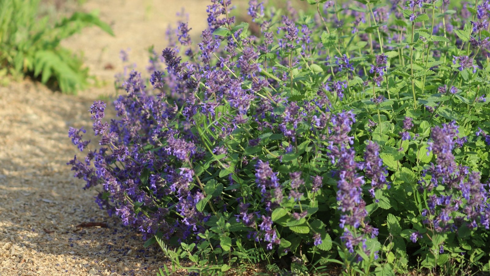 Mounded clumps of gray-green, aromatic foliage support spires of tiny lavender-blue flowers loved by pollinators.